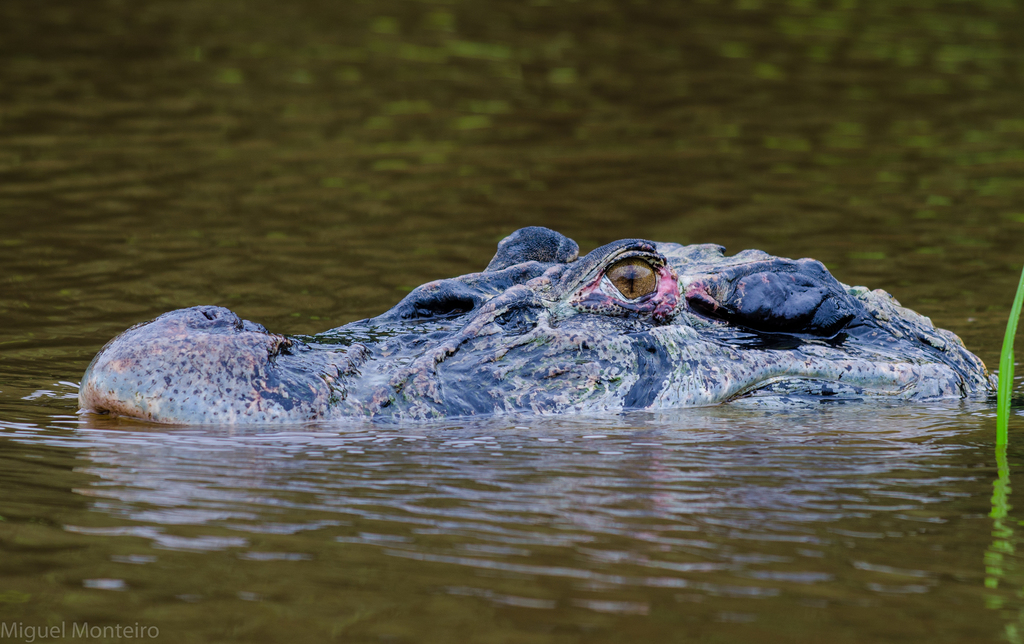 Black Caiman in January 2019 by Miguel Monteiro · iNaturalist