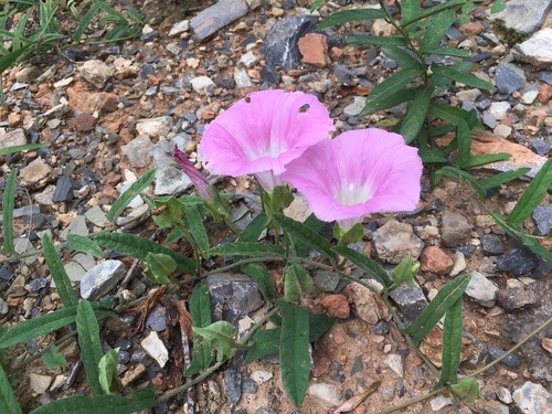 Hairy Bindweed (Calystegia pellita)