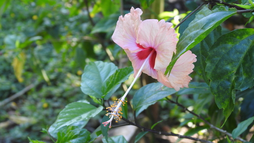 Red Hibiscus