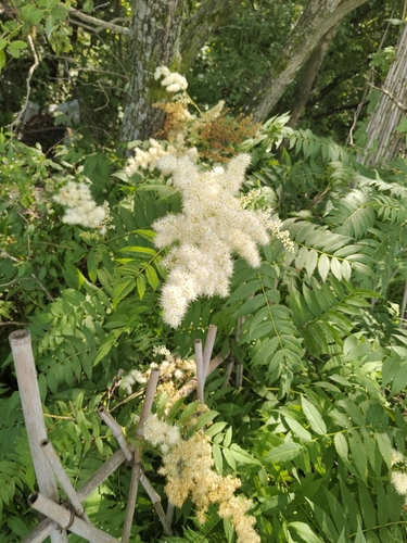 Sorbaria