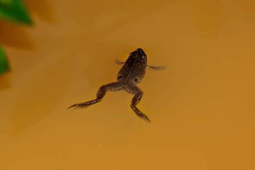 Amazon Sheep Frog