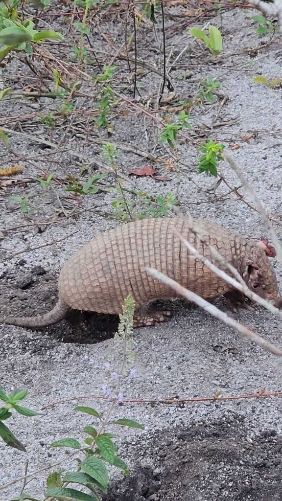 Greater Naked Tailed Armadillo From Jequitinhonha Mg