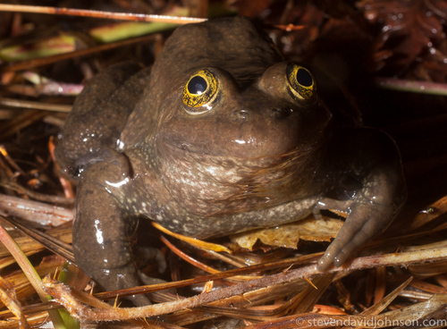 Amphibians of the Philippines's Check List · iNaturalist