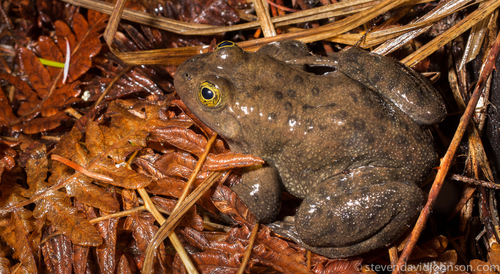 Oregon Spotted Frog