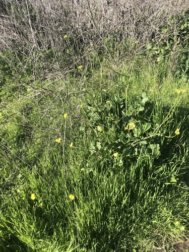 iNaturalist observation photo of mustard family