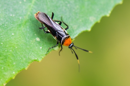 Pseudomops angustus · iNaturalist