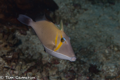 Lei Triggerfish
