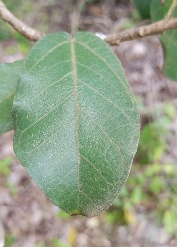 Mountain rock fig