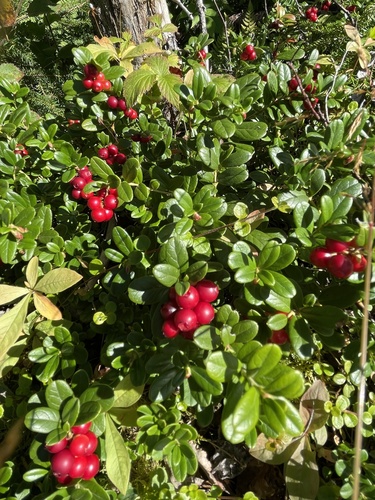 Lingonberry
