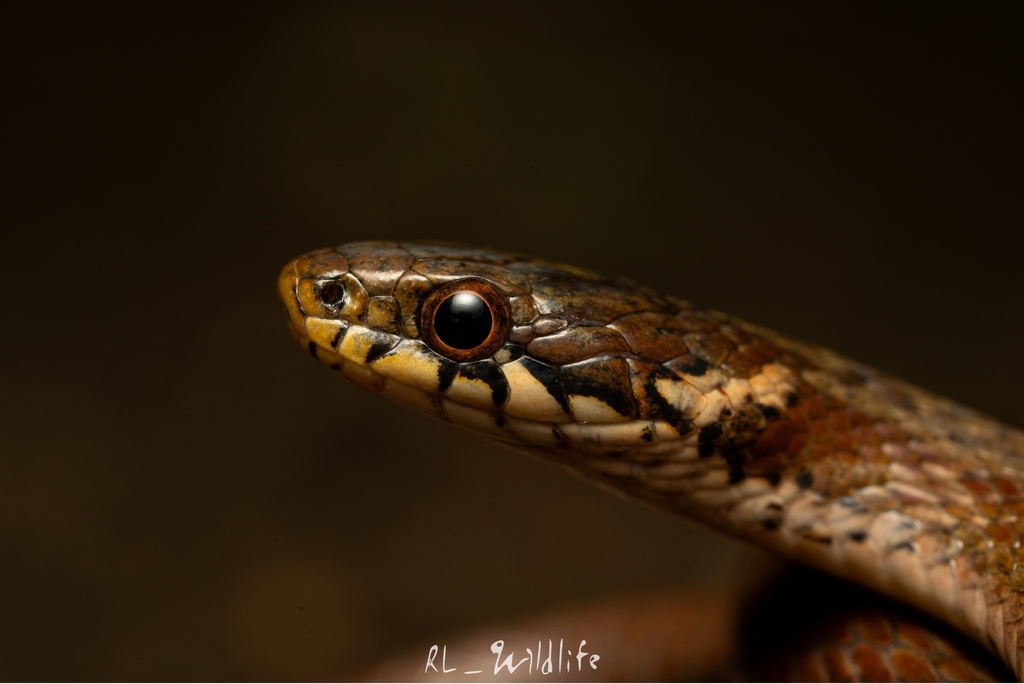 Japanese Keelback from 明治之森高尾國定公園, 八王子市, 東京, JP on June 13, 2023 at 09: ...