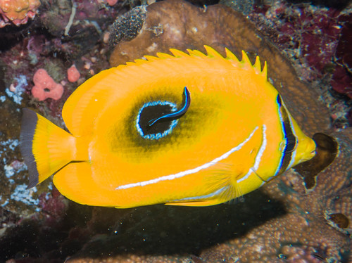 Eclipse Butterflyfish — seen at this dive site