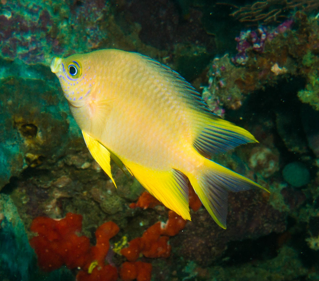 Photos Of Golden Damselfish Amblyglyphidodon Aureus Inaturalist