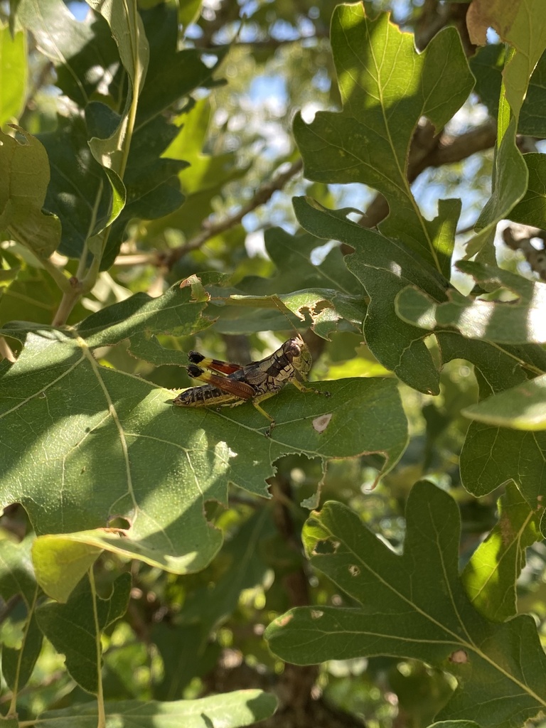 Post Oak from Lake Murray State Park, Ardmore, OK, US on