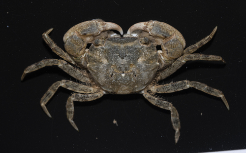 Borstelkrab