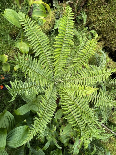 Alaska hollyfern (Polystichum setigerum)