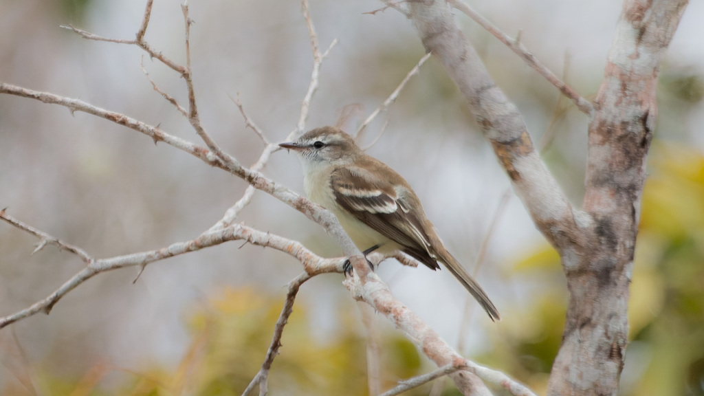 Southern Mouse Colored Tyrannulet From Boa Nova State Of Bahia Brazil On September