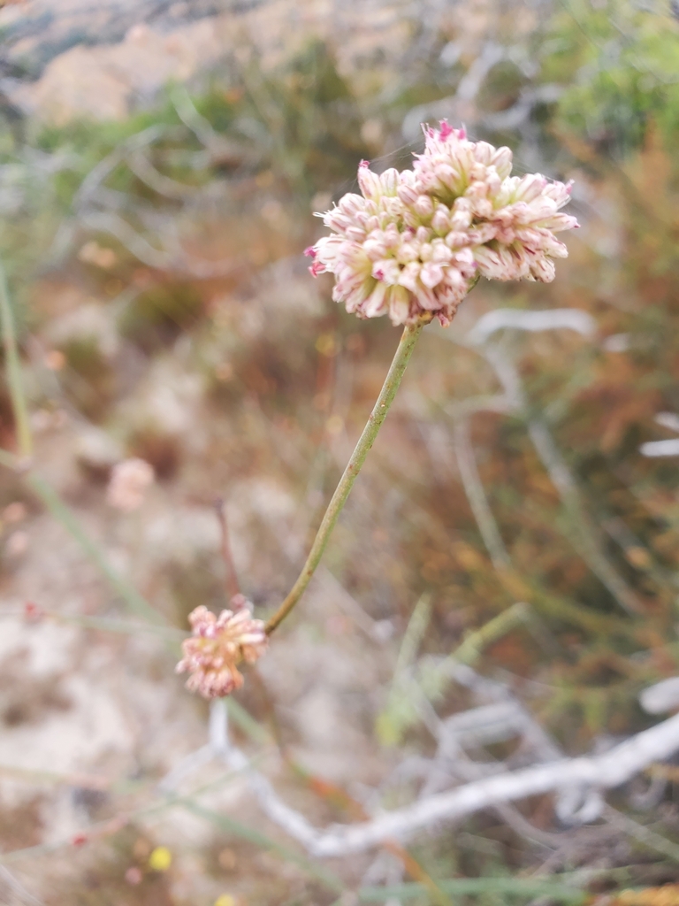 Naked Buckwheat From Corral De Tie Ca Usa On August At Am By Sam Winter