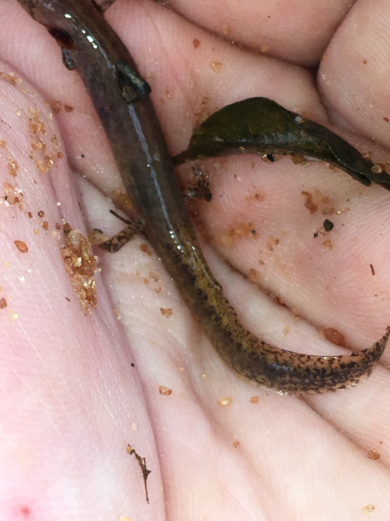 Lungless Salamanders from 800–802 E Elm St, Troy, AL, US on February 7 ...