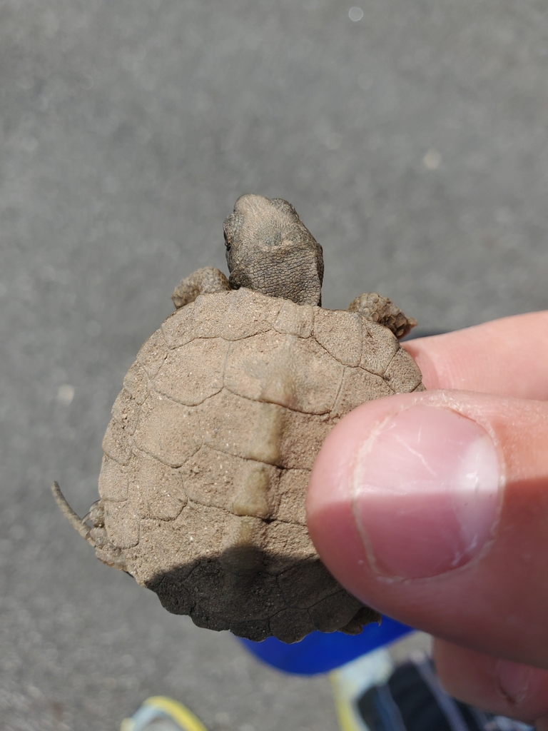 Wood Turtle in August 2023 by James Frye. Hatchling wood turtle ...