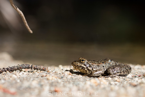 iNaturalist observation photo of Sierra Nevada Yellow-legged Frog