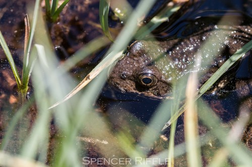 iNaturalist observation photo of Sierra Nevada Yellow-legged Frog