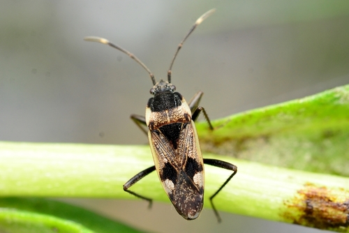Panaorus albomaculatus (Scott, 1874)
