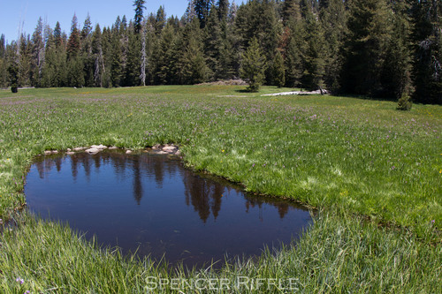 iNaturalist observation photo of Sierra Nevada Yellow-legged Frog