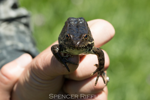 iNaturalist observation photo of Sierra Nevada Yellow-legged Frog