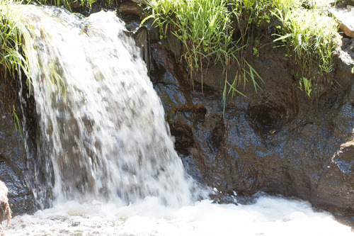 iNaturalist observation photo of Sierra Nevada Yellow-legged Frog