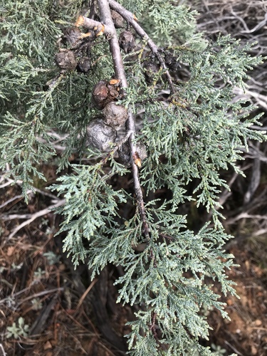 McNab cypress