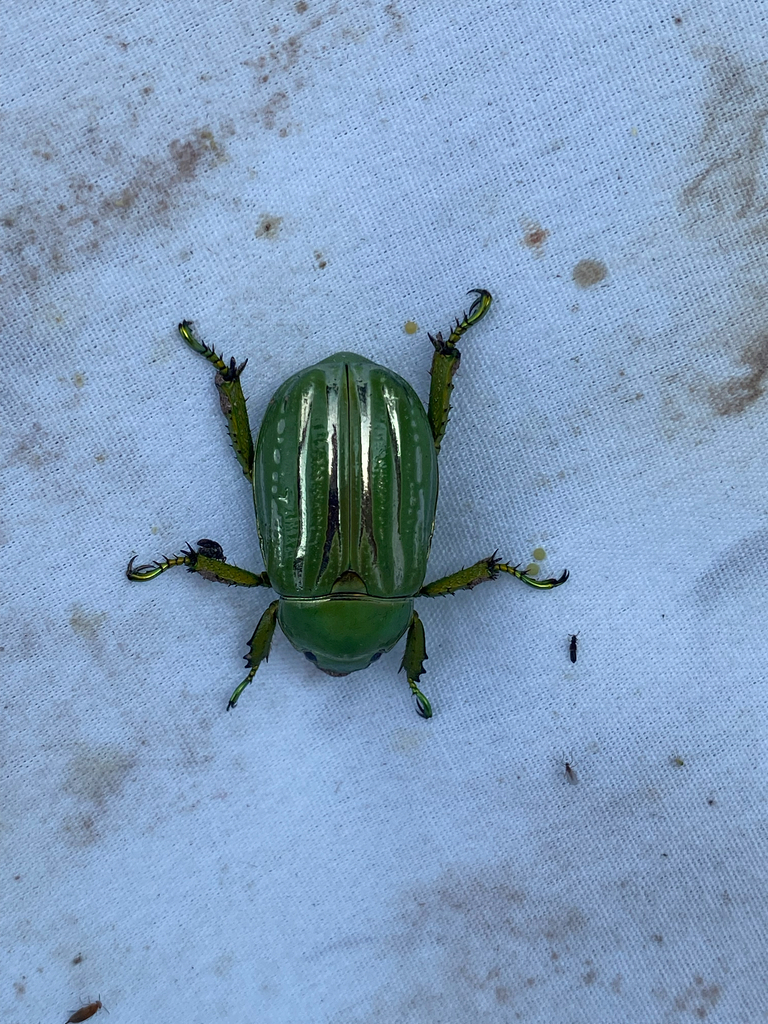 Glorious Jewel Scarab From Elgin On August At Am By Joel