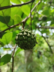 Annona rensoniana image