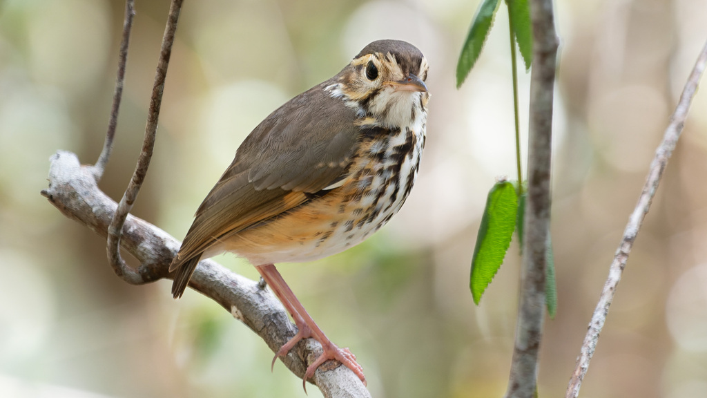 White-browed Antpitta photo