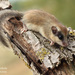 Eurasian Forest Dormouse - Photo (c) Ilias Strachinis, all rights reserved, uploaded by Ilias Strachinis
