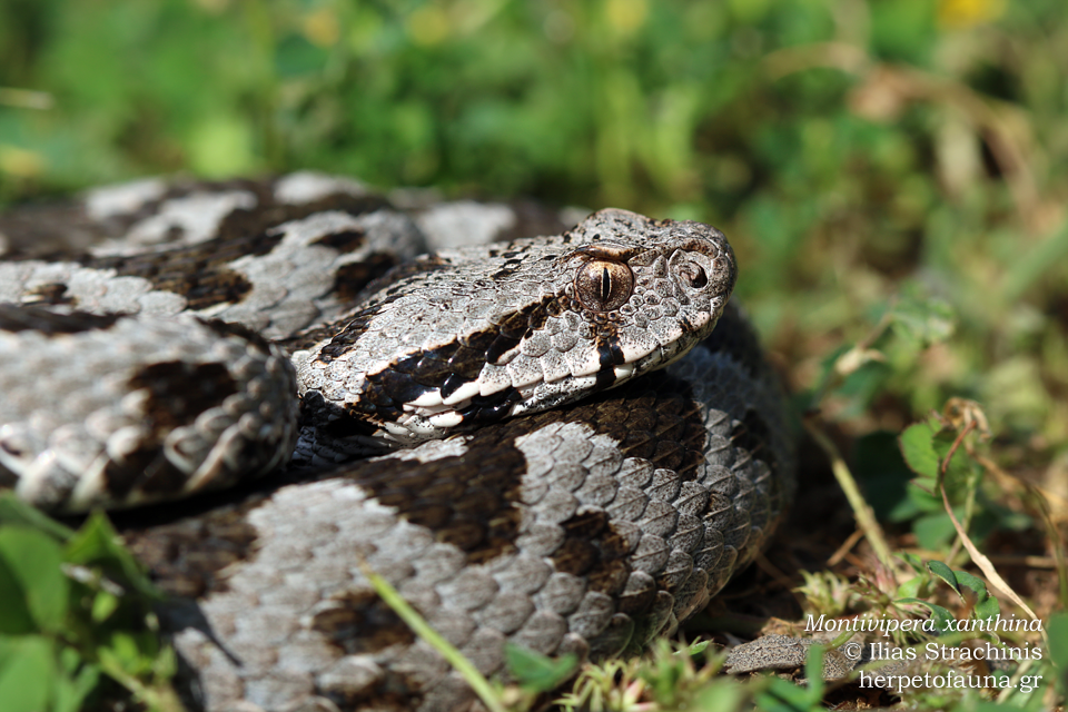 Ottoman Viper (Montivipera xanthina)