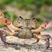 Eurasian Freshwater Crabs - Photo (c) Ilias Strachinis, all rights reserved, uploaded by Ilias Strachinis