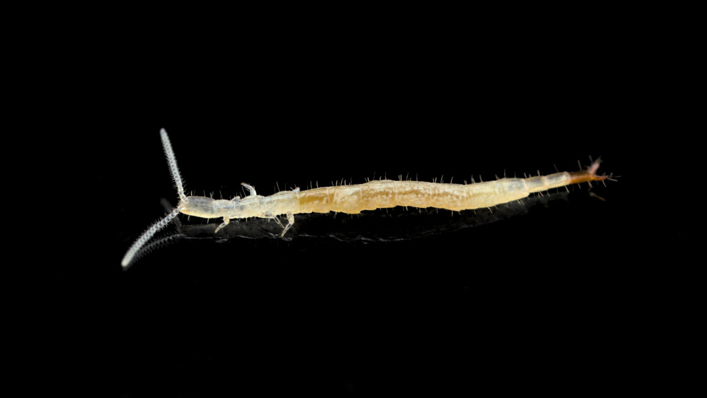 Parajapygidae from McAllen, TX, USA on March 31, 2018 by Graham