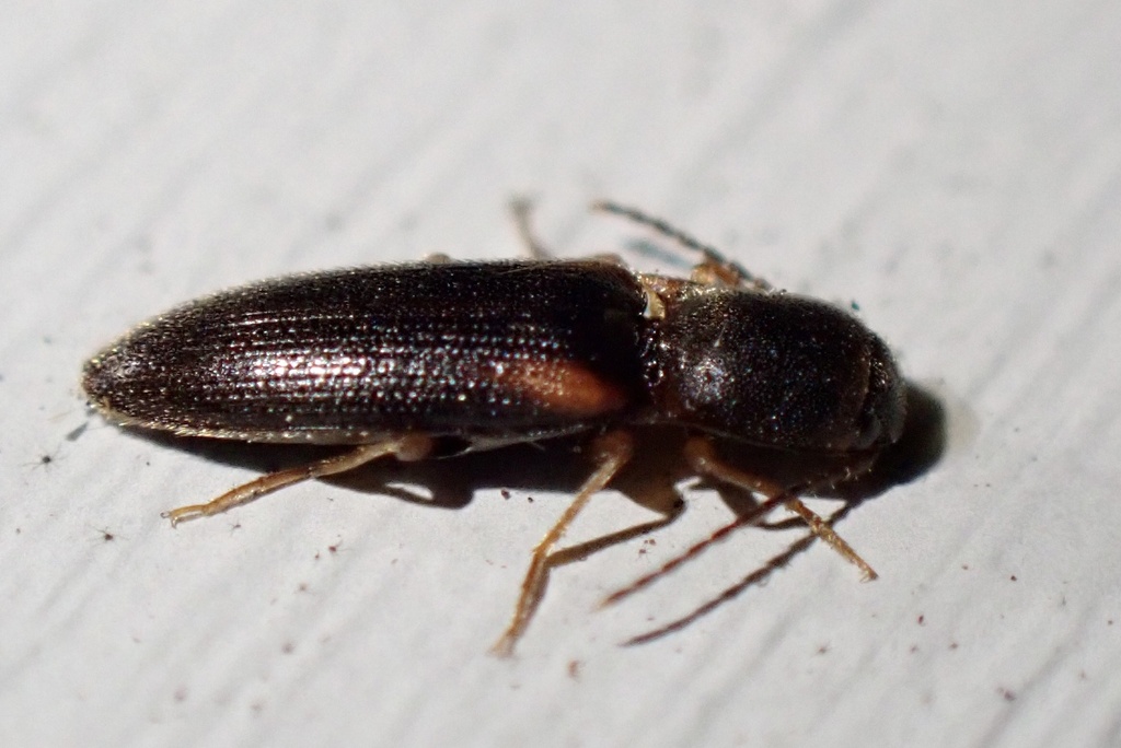 Click Beetles from Evergreen Ln, Montello, WI, US on August 6, 2023 at ...