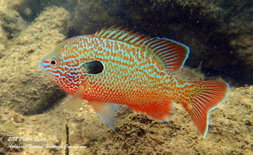 Longear Sunfish