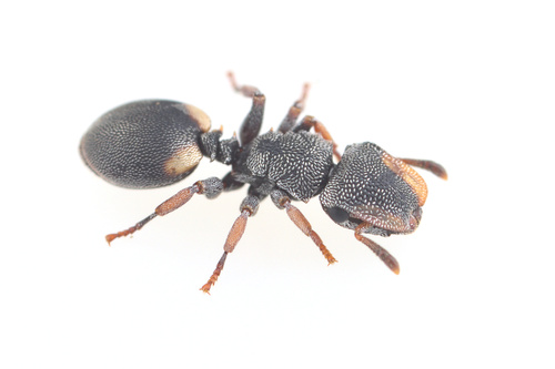 得州龟蚁Cephalotes texanus