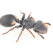 Texas Turtle Ant - Photo (c) Graham Montgomery, all rights reserved, uploaded by Graham Montgomery