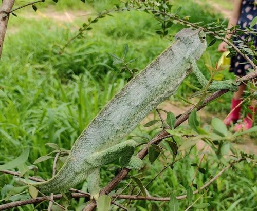 Chamaeleo senegalensis