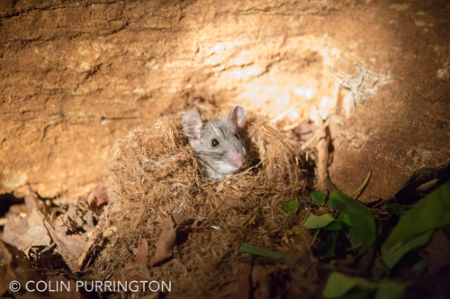 Allegheny Woodrat