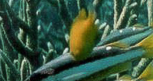Lemon Damsel — seen at this dive site