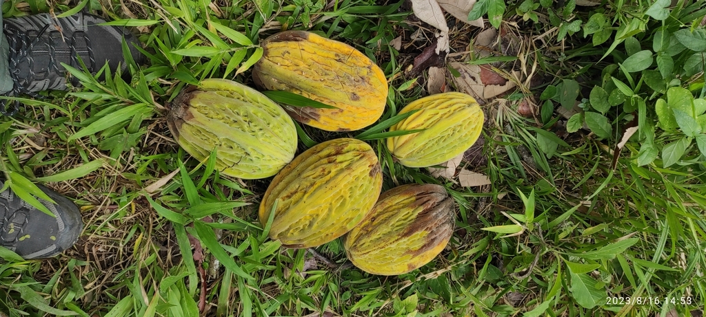 Mocambo tree (Theobroma bicolor) · iNaturalist