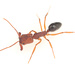 Odontomachus clarus - Photo (c) Graham Montgomery, all rights reserved, uploaded by Graham Montgomery