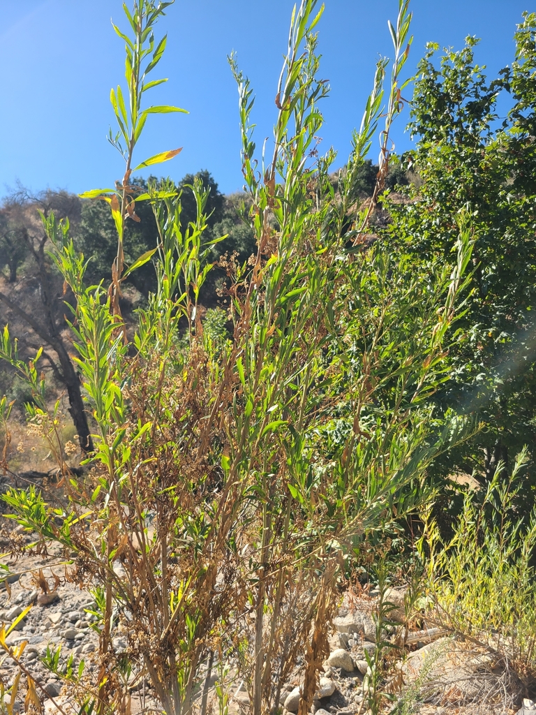 mule-fat-from-rice-canyon-elementary-school-on-august-17-2023-at-09-18