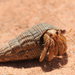 Australian Land Hermit Crab - Photo (c) pneuch, all rights reserved, uploaded by pneuch