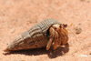 Australian Land Hermit Crab - Photo (c) pneuch, all rights reserved, uploaded by pneuch