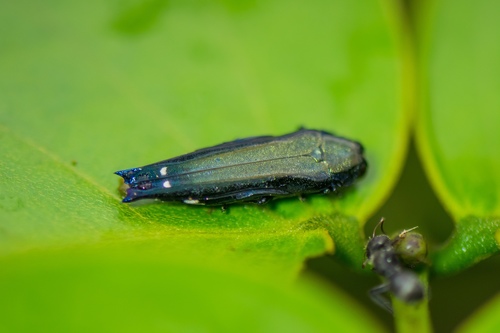 Agrilus piscis